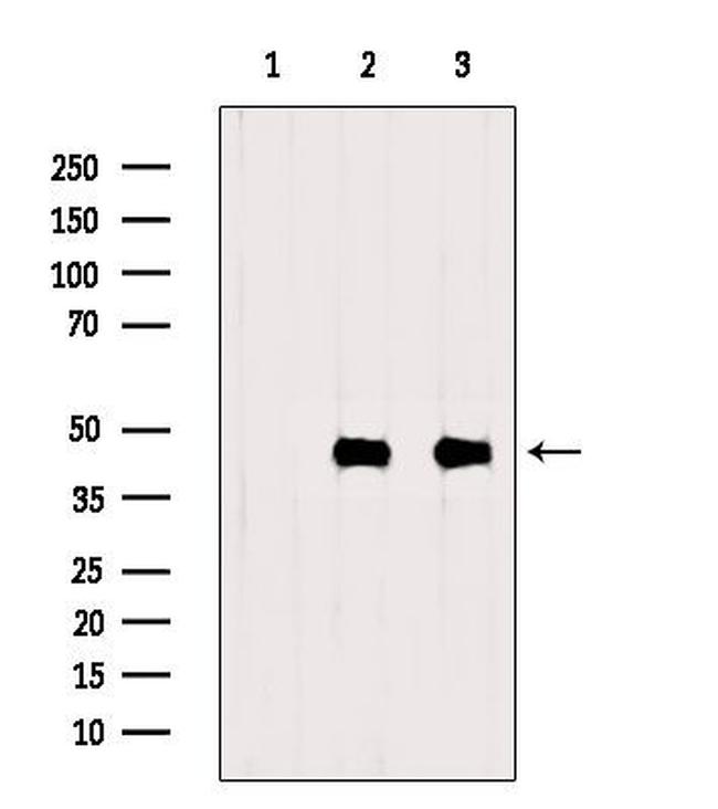 CKMT1A Antibody in Western Blot (WB)