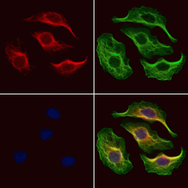 PRL1 Antibody in Immunocytochemistry (ICC/IF)