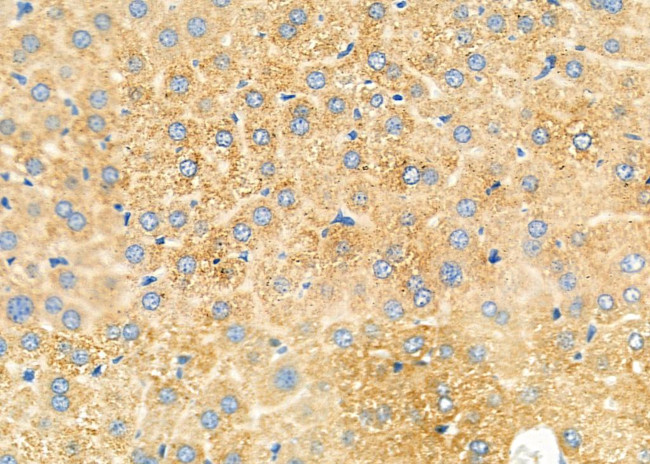 PRL1 Antibody in Immunohistochemistry (Paraffin) (IHC (P))