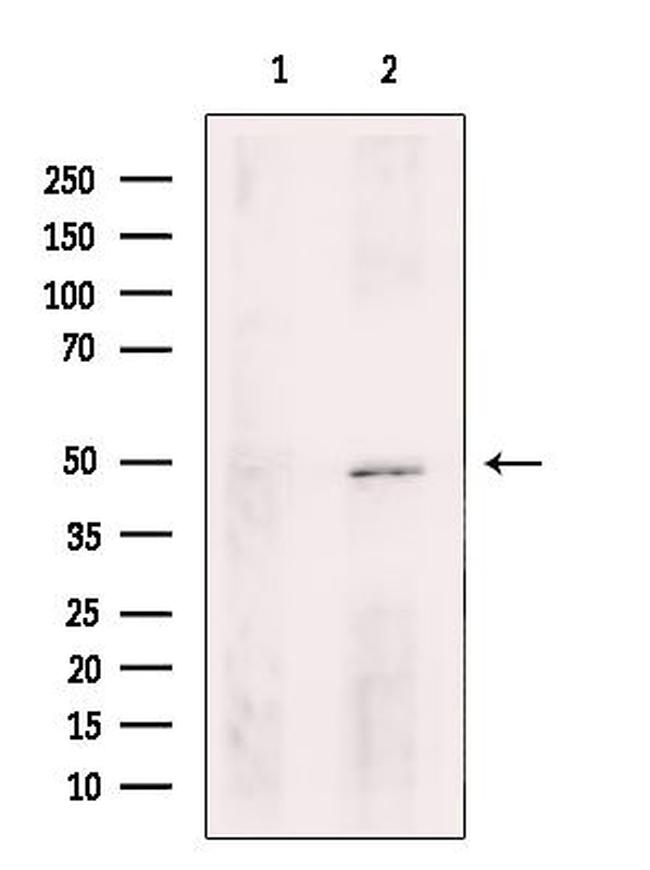TEAD1 Antibody in Western Blot (WB)