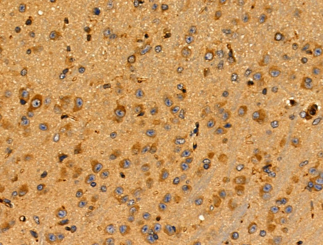 Cyclophilin F Antibody in Immunohistochemistry (Paraffin) (IHC (P))