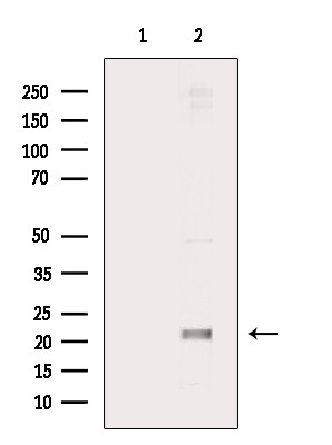 Cyclophilin F Antibody in Western Blot (WB)