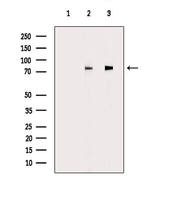 HLX Antibody in Western Blot (WB)