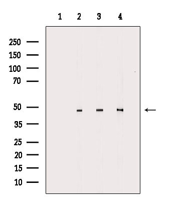 CADM2 Antibody in Western Blot (WB)