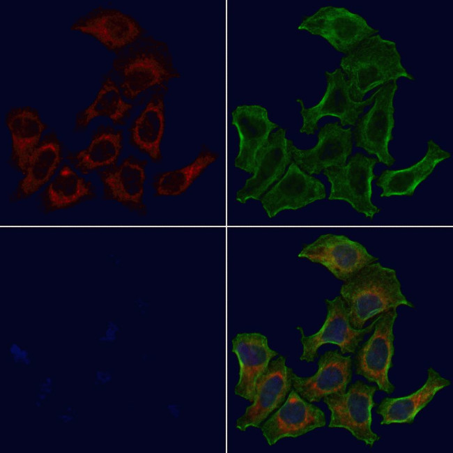 MRPL11 Antibody in Immunocytochemistry (ICC/IF)