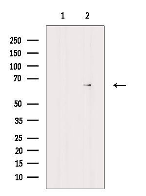 Arylsulfatase E Antibody in Western Blot (WB)