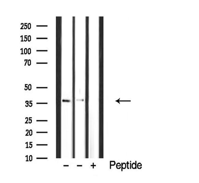 Cdc42EP4 Antibody in Western Blot (WB)