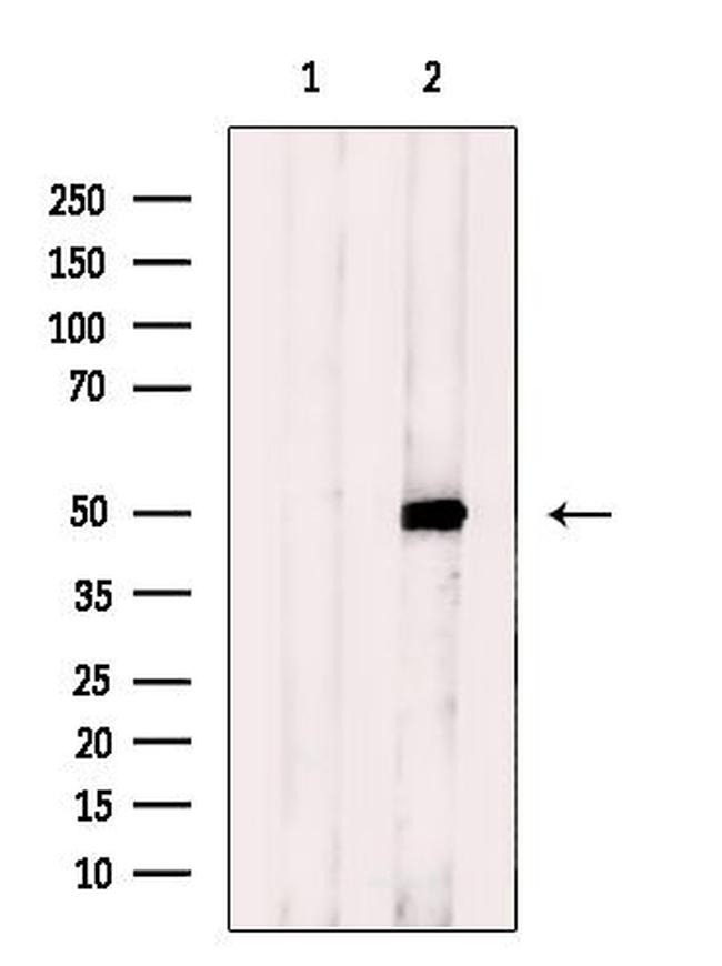 MRPS27 Antibody in Western Blot (WB)