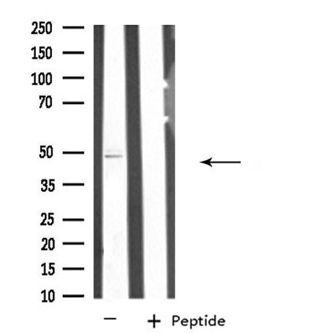 SEPT7 Antibody in Western Blot (WB)