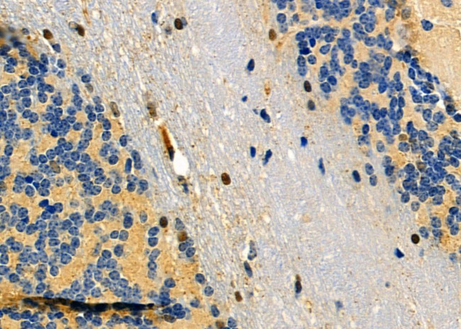 DUSP10 Antibody in Immunohistochemistry (Paraffin) (IHC (P))