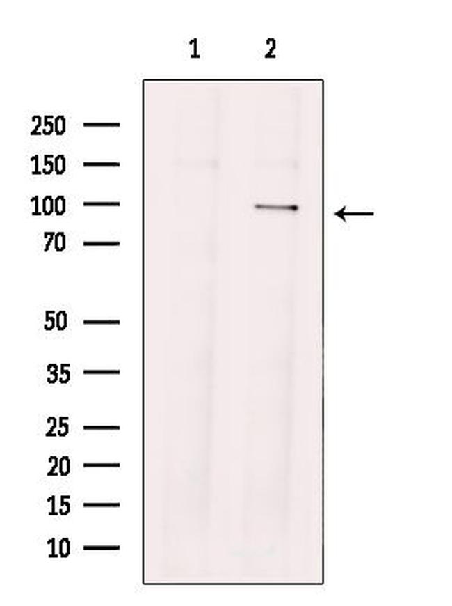 TTK Antibody in Western Blot (WB)