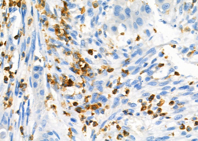 NQO2 Antibody in Immunohistochemistry (Paraffin) (IHC (P))