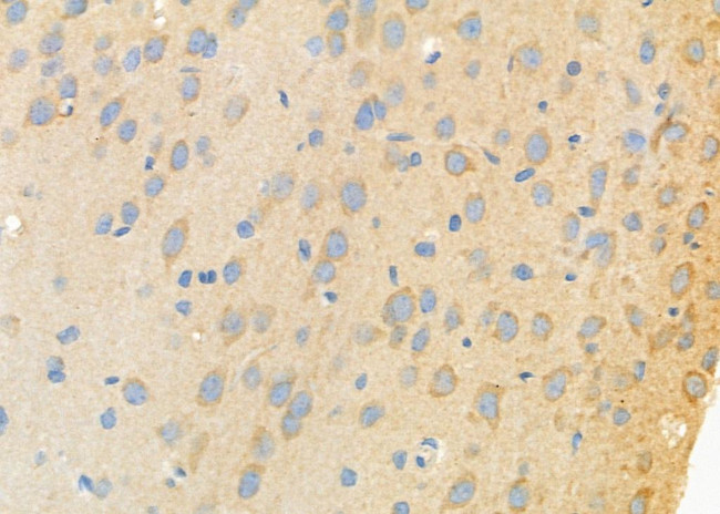 ATIC Antibody in Immunohistochemistry (Paraffin) (IHC (P))