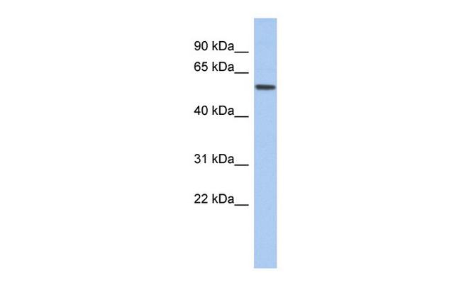 EBF2 Antibody in Western Blot (WB)