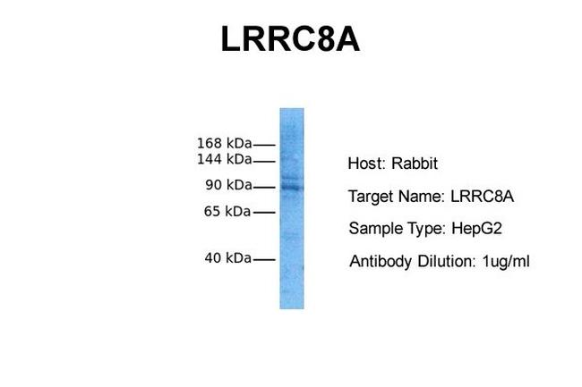 LRRC8A Antibody in Western Blot (WB)