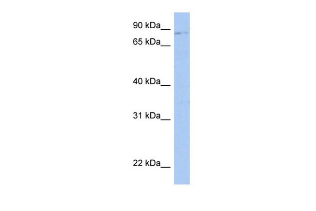 LRRC33 Antibody in Western Blot (WB)