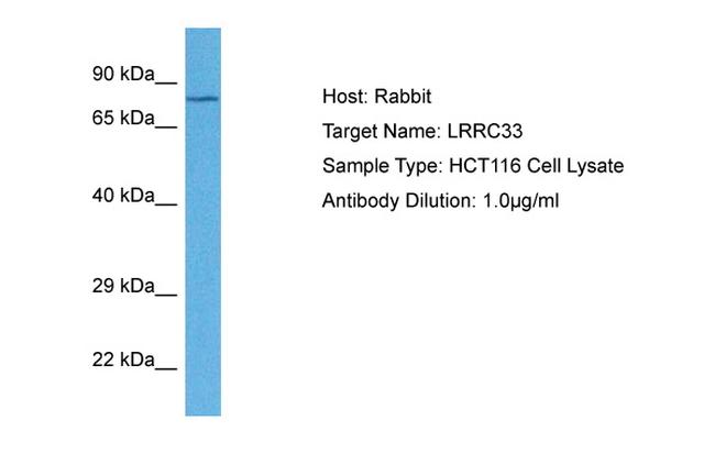 LRRC33 Antibody in Western Blot (WB)