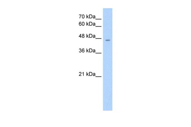 RHAG Antibody in Western Blot (WB)