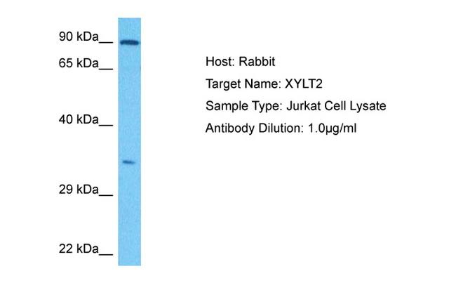 XYLT2 Antibody in Western Blot (WB)