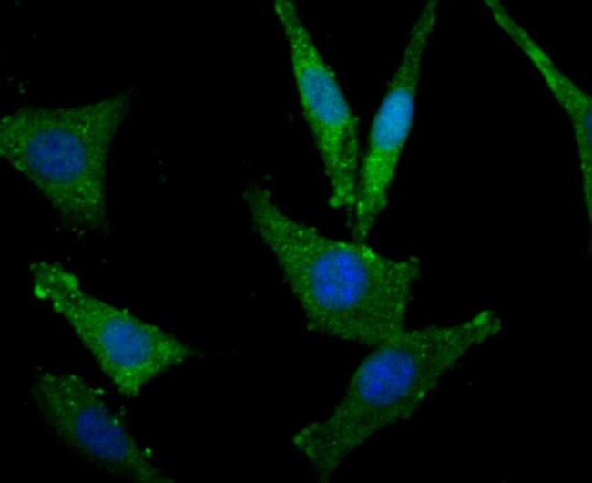 MSI2 Antibody in Immunocytochemistry (ICC/IF)