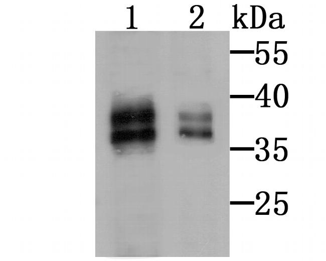 MSI2 Antibody in Western Blot (WB)