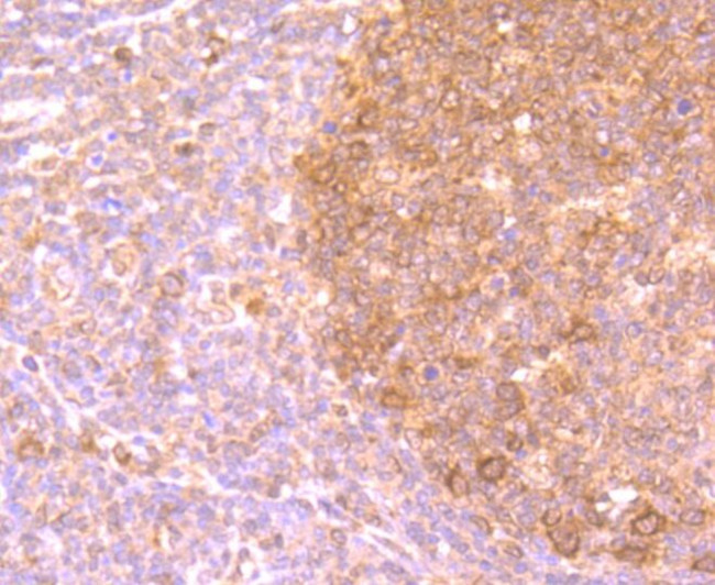 PFAS Antibody in Immunohistochemistry (Paraffin) (IHC (P))