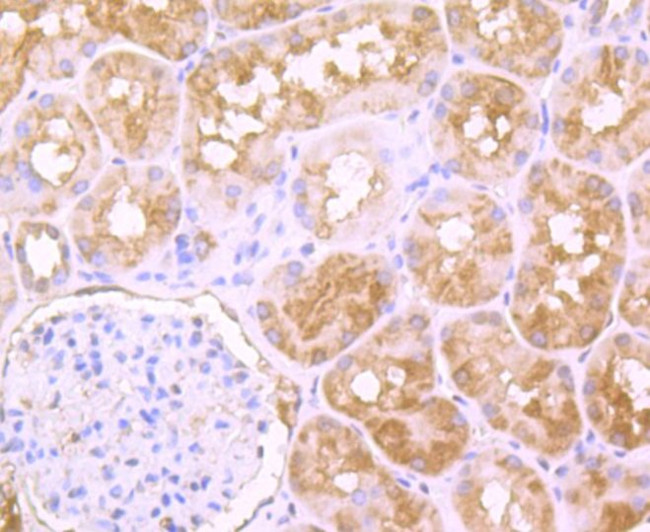 PFAS Antibody in Immunohistochemistry (Paraffin) (IHC (P))