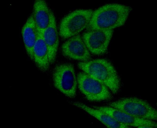 DIAPH3 Antibody in Immunocytochemistry (ICC/IF)