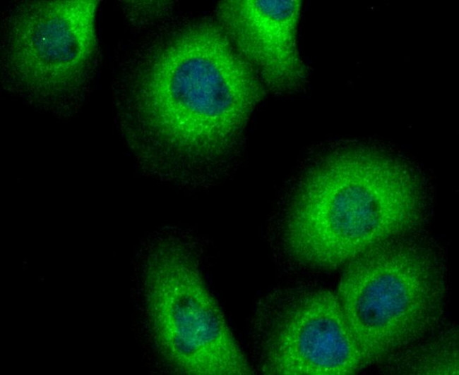 DIAPH3 Antibody in Immunocytochemistry (ICC/IF)