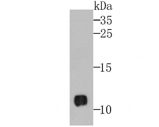 ROC1 Antibody in Western Blot (WB)
