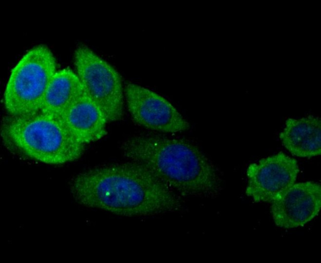 SERPINC1 Antibody in Immunocytochemistry (ICC/IF)