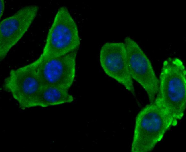 SERPINC1 Antibody in Immunocytochemistry (ICC/IF)