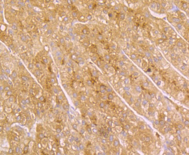 SERPINC1 Antibody in Immunohistochemistry (Paraffin) (IHC (P))