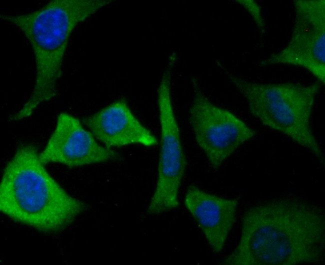 ORAI3 Antibody in Immunocytochemistry (ICC/IF)