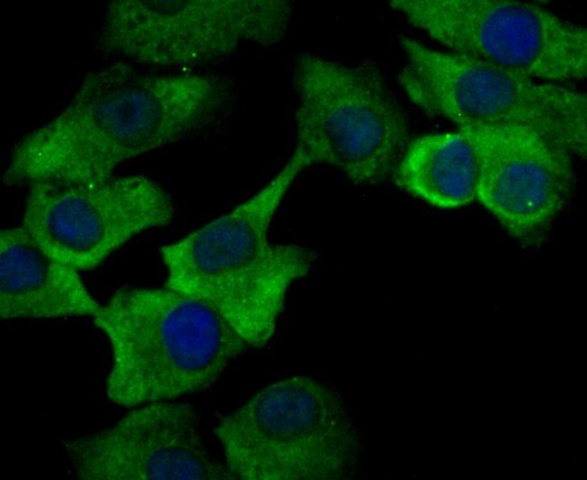 ORAI3 Antibody in Immunocytochemistry (ICC/IF)