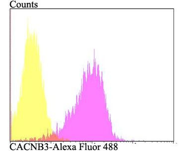 CACNB3 Antibody in Flow Cytometry (Flow)