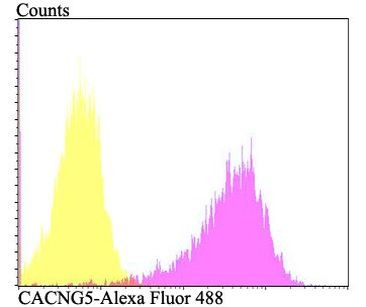 CACNG5 Antibody in Flow Cytometry (Flow)