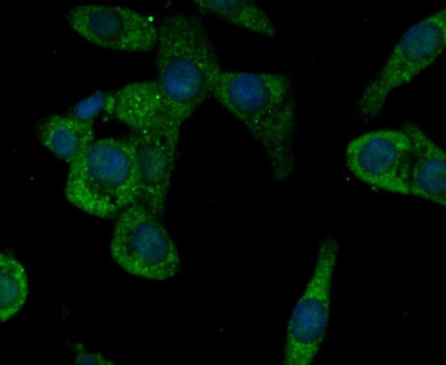 CACNG5 Antibody in Immunocytochemistry (ICC/IF)