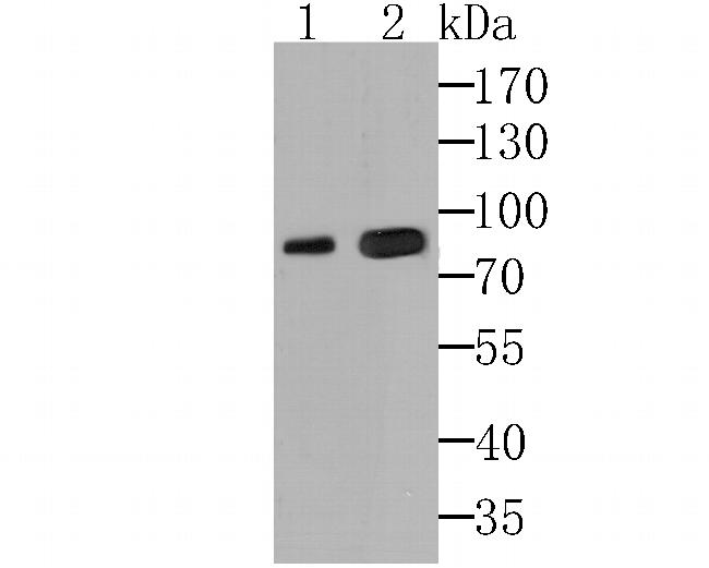 KIF3A Antibody in Western Blot (WB)