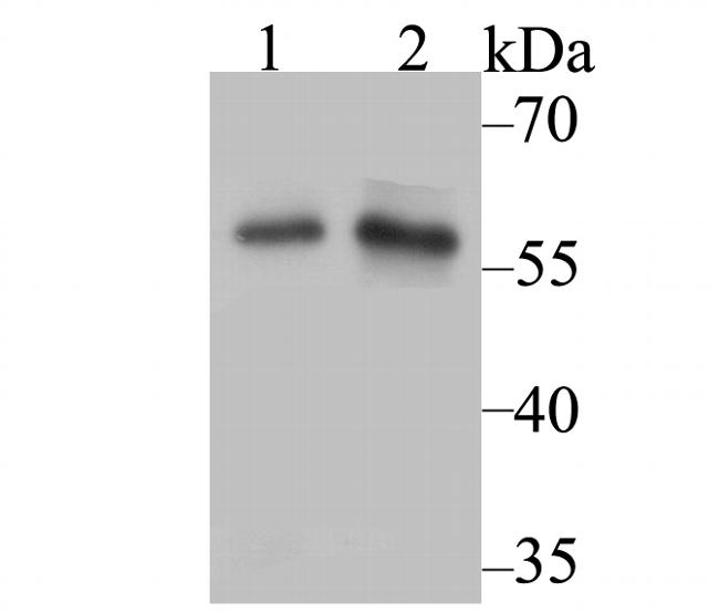 NFIC Antibody in Western Blot (WB)