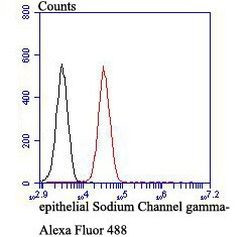 gamma-ENaC Antibody in Flow Cytometry (Flow)