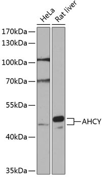 AHCY Antibody in Western Blot (WB)