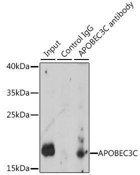 APOBEC3C Antibody in Immunoprecipitation (IP)