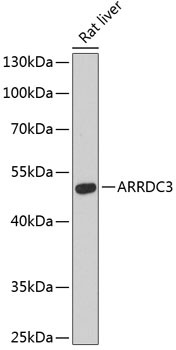 ARRDC3 Antibody in Western Blot (WB)