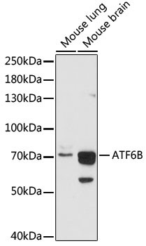 ATF6B Antibody in Western Blot (WB)
