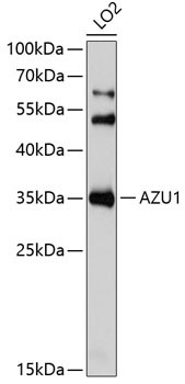 Azurocidin Antibody in Western Blot (WB)