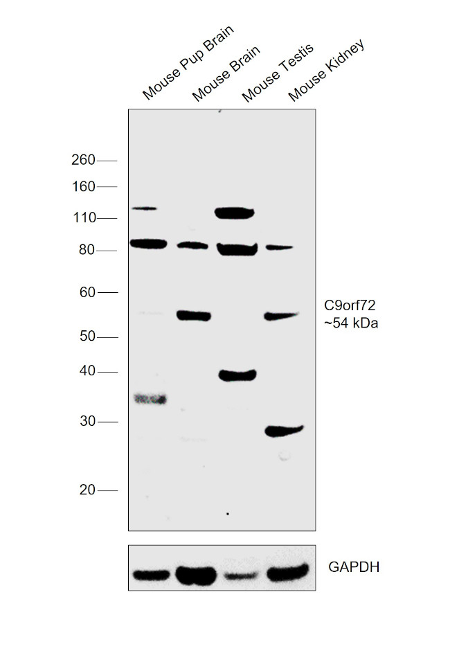 C9orf72 Antibody in Western Blot (WB)