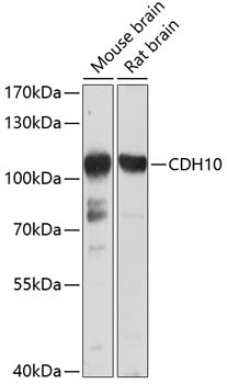 CDH10 Antibody in Western Blot (WB)