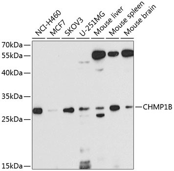 CHMP1B Antibody in Western Blot (WB)