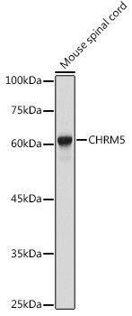 CHRM5 Antibody in Western Blot (WB)